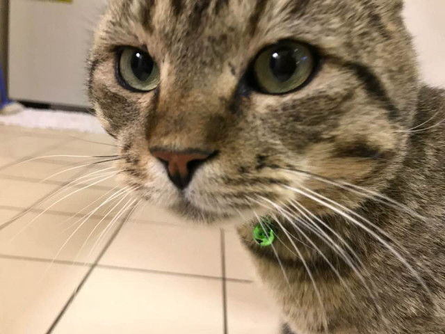 Zeus Lost Cat